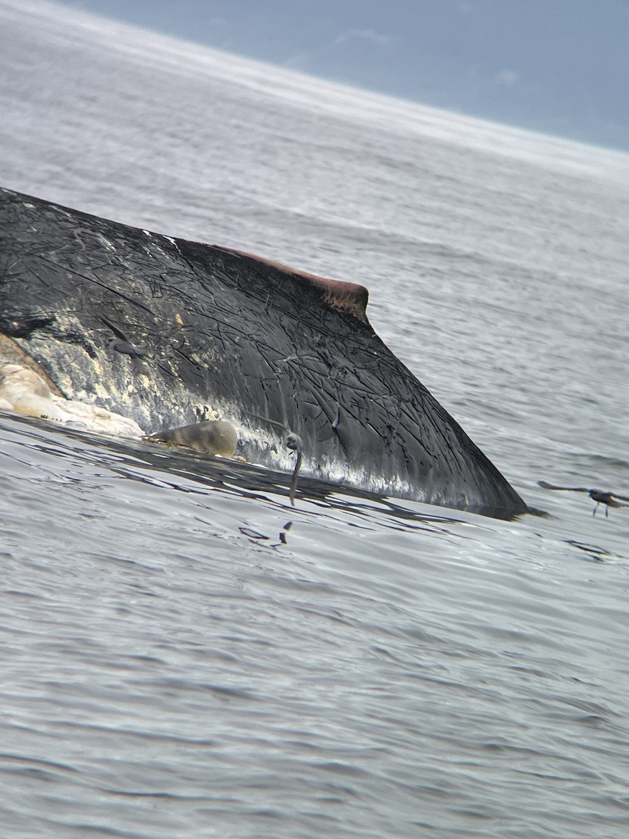 Fork-tailed Storm-Petrel - ML642077550