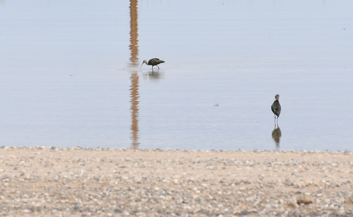 White-faced Ibis - ML642077562