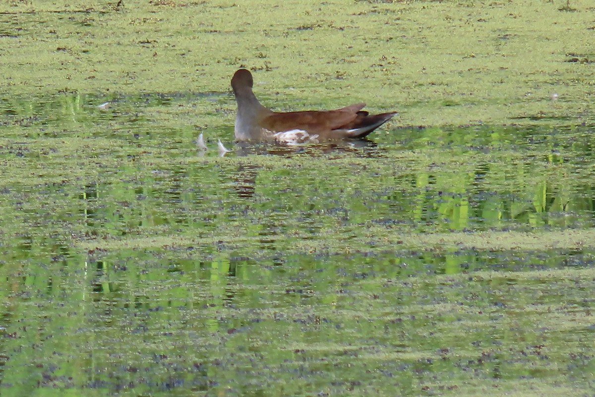Common Gallinule - ML642077572