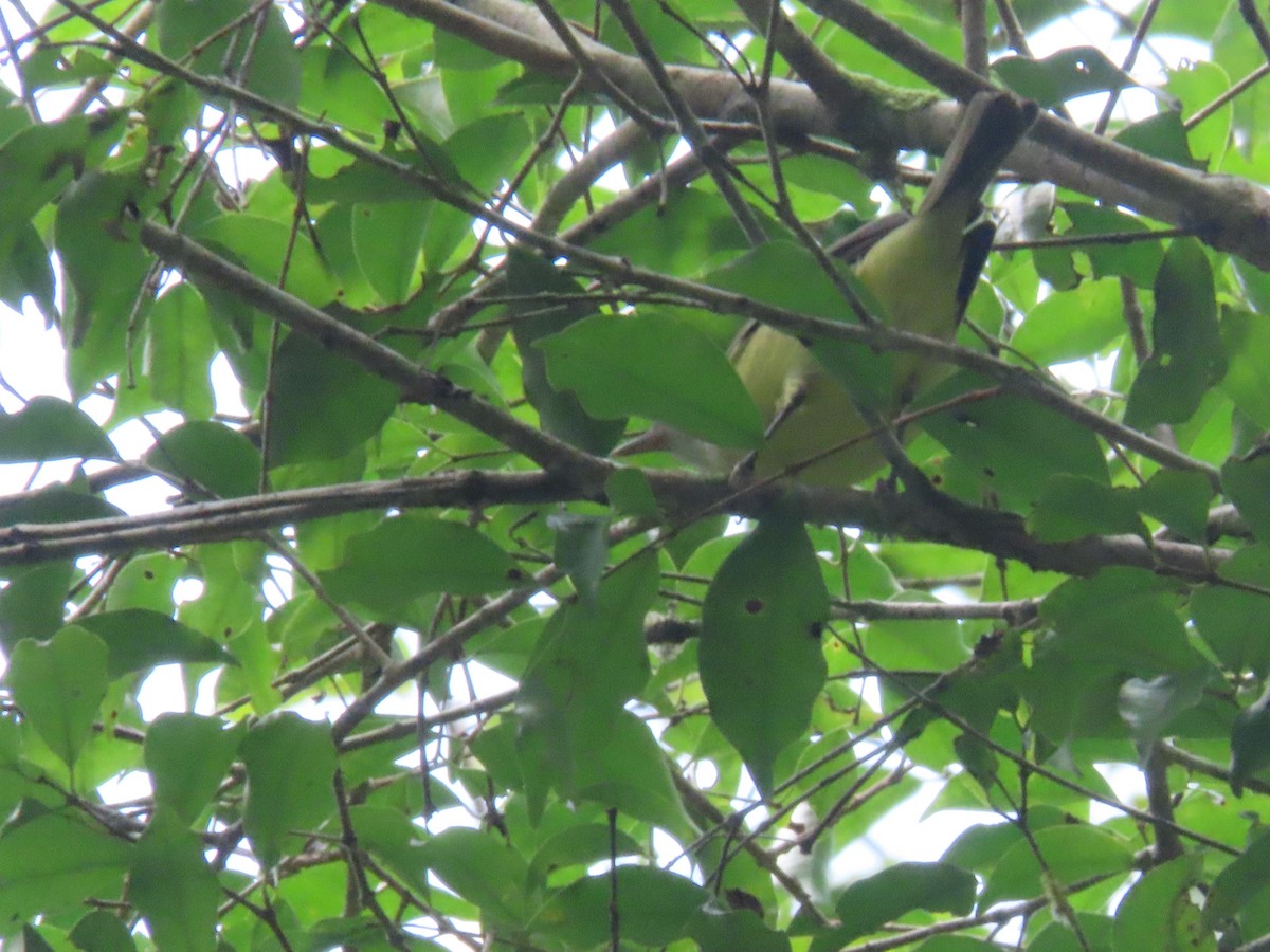 Brown-capped Vireo - ML642077575