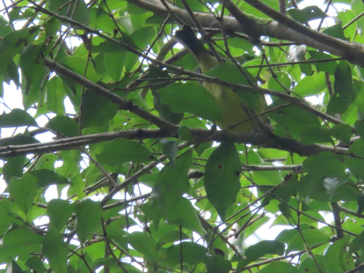 Brown-capped Vireo - ML642077576