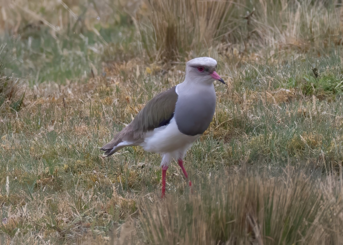 Andean Lapwing - ML642077577