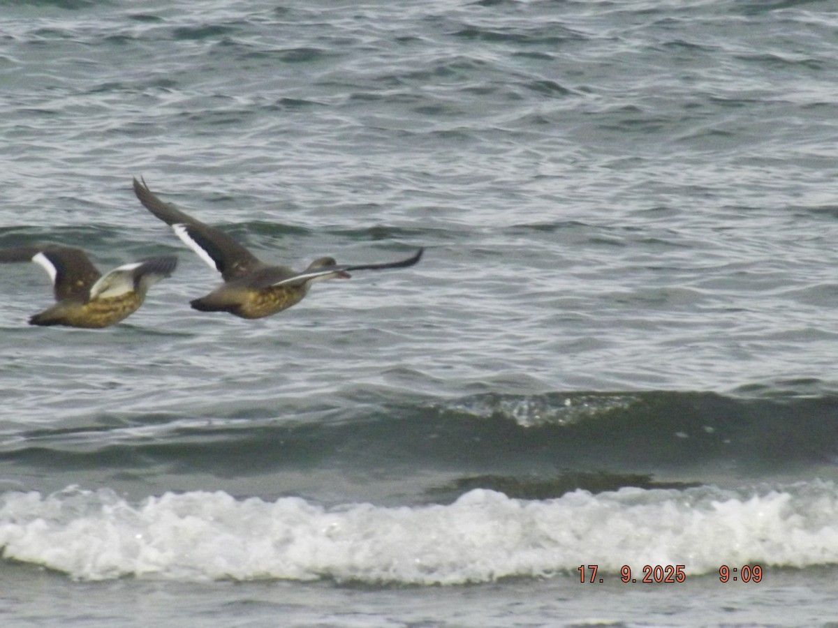 Crested Duck - ML642077584