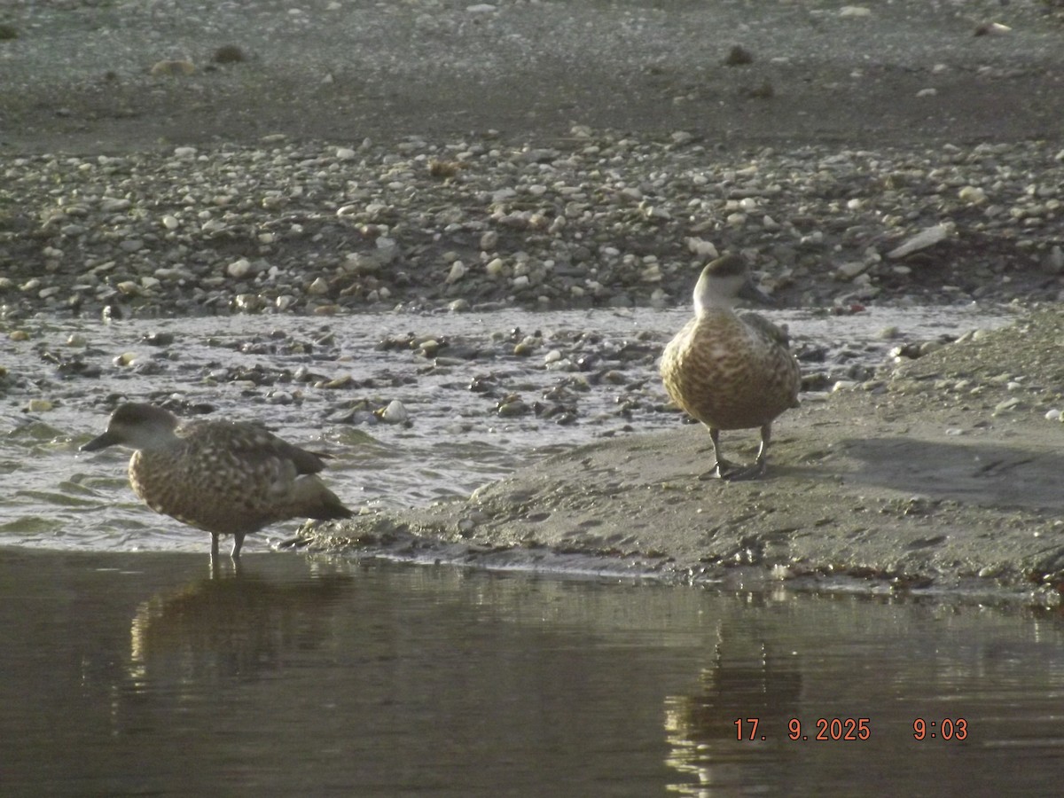 Crested Duck - ML642077586