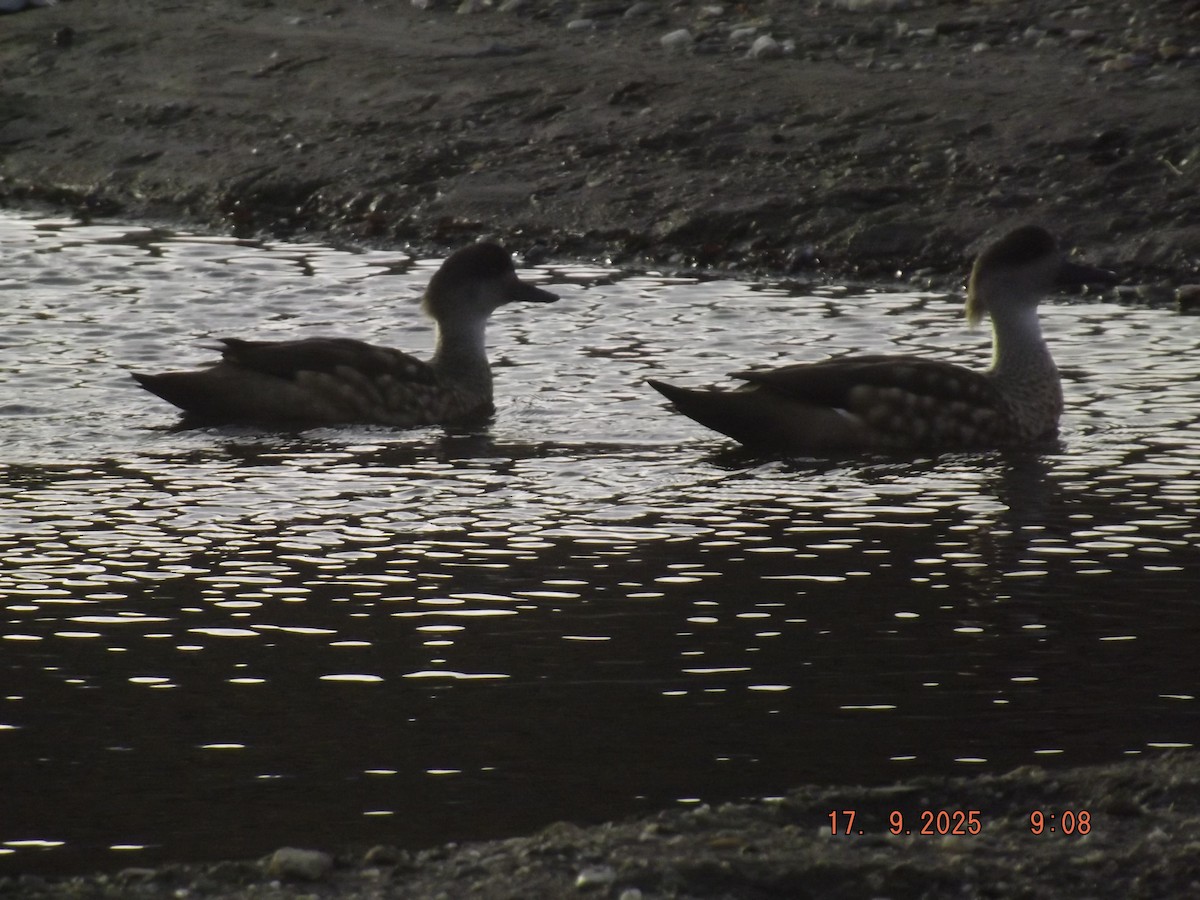 Crested Duck - ML642077587