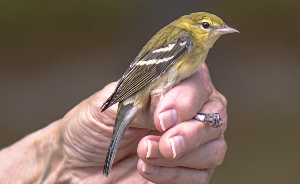 Bay-breasted Warbler - ML642077588