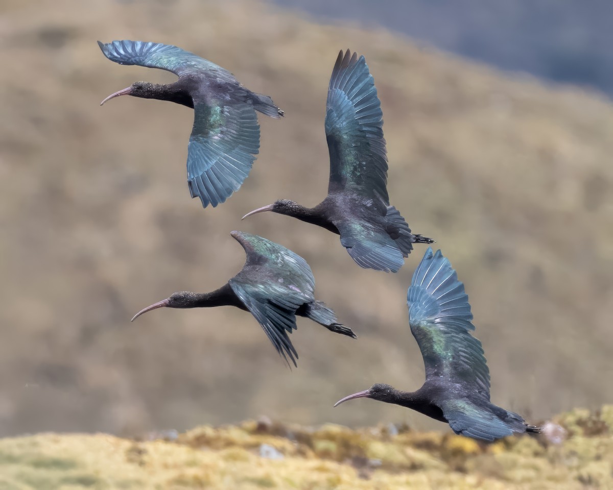 Puna Ibis - ML642077589