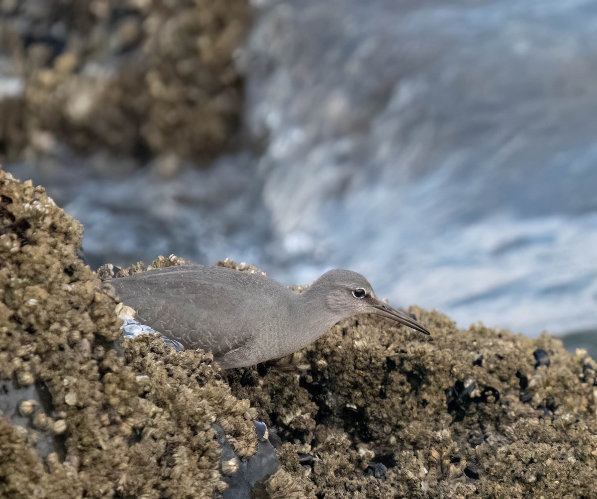 Wandering Tattler - ML642077590