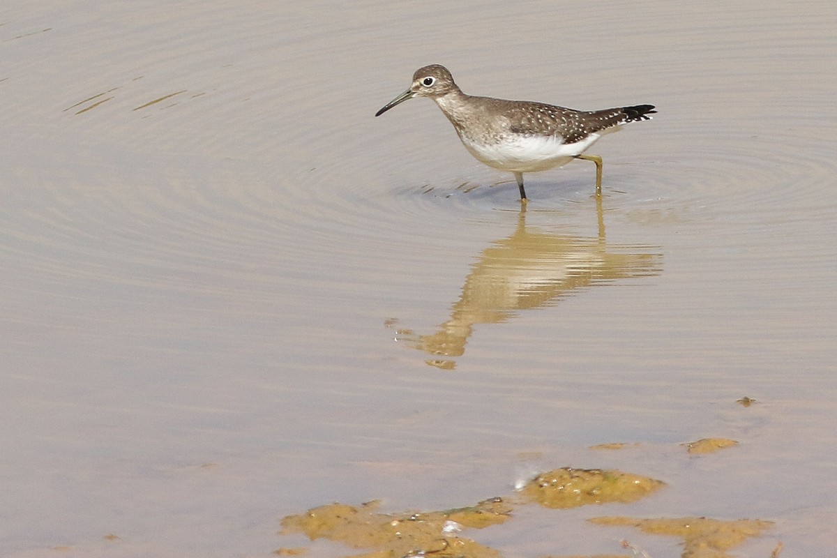 Solitary Sandpiper - ML642077592