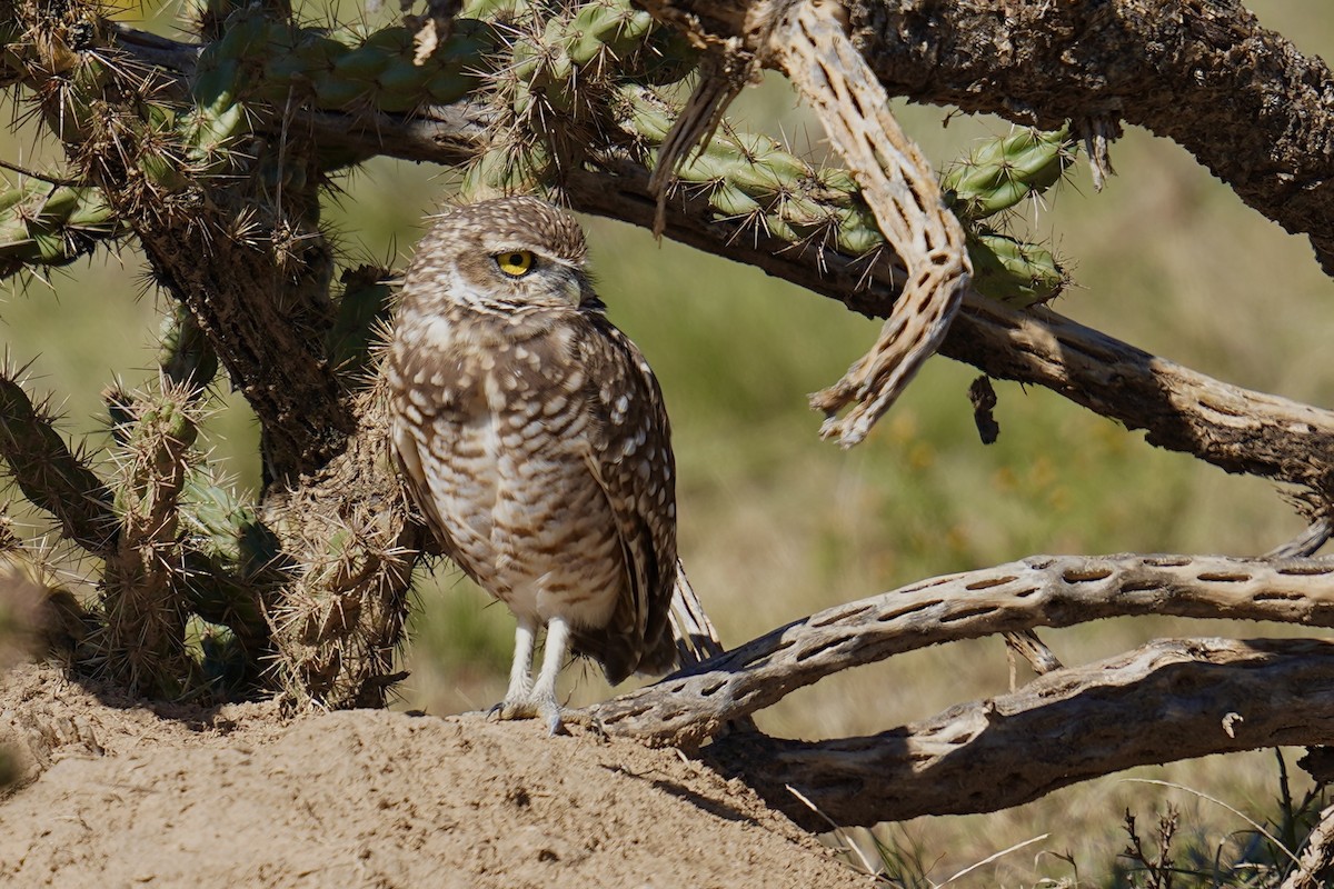 Burrowing Owl - ML642077595