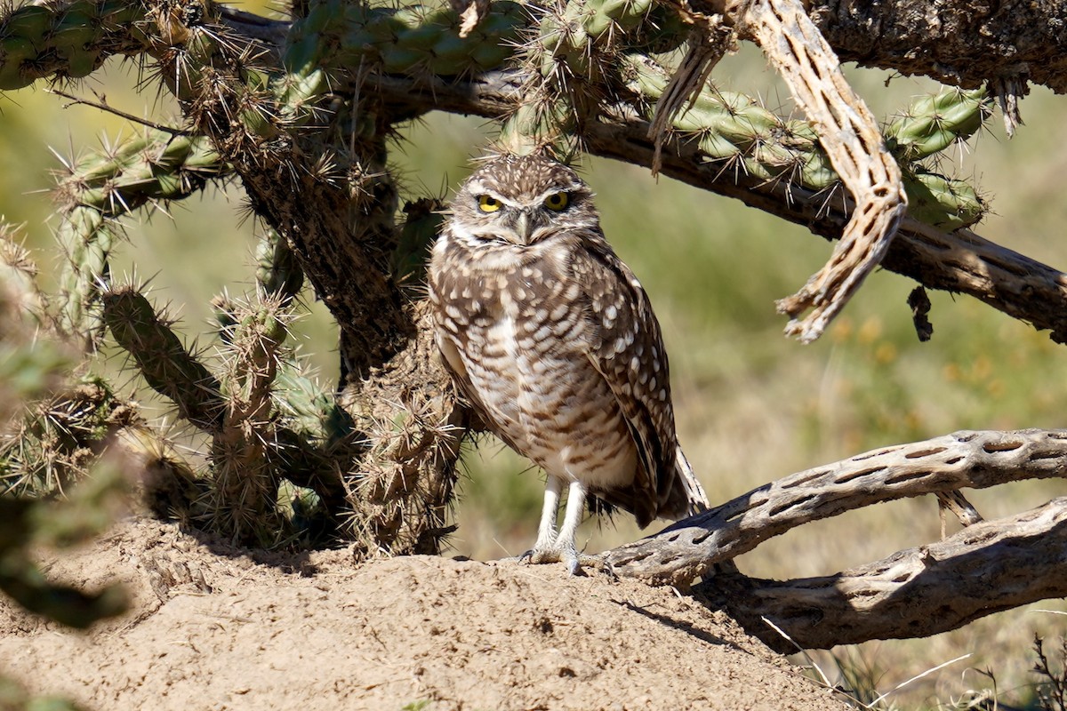 Burrowing Owl - ML642077596