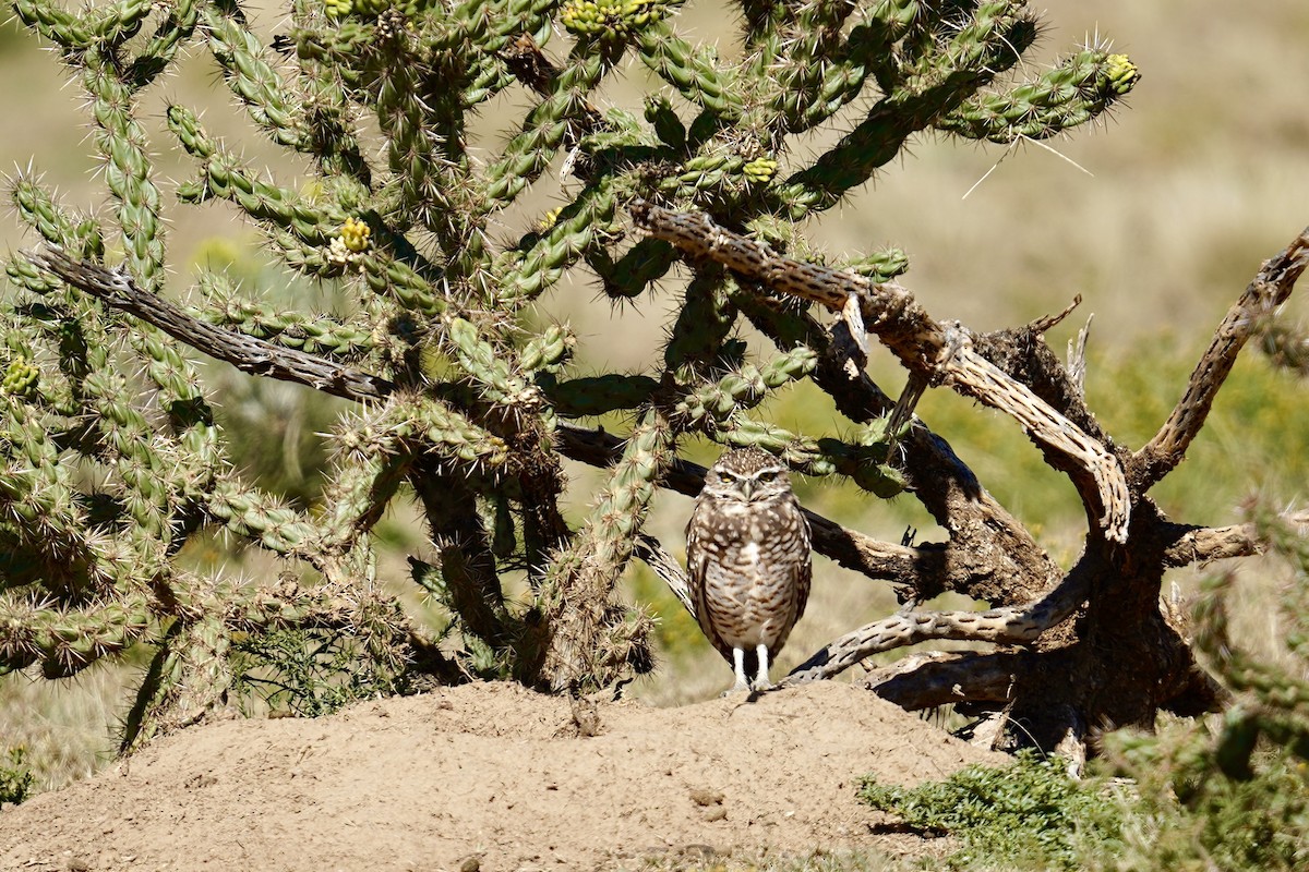 Burrowing Owl - ML642077597