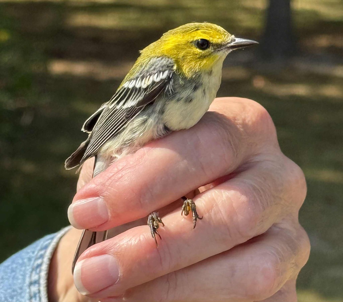 Black-throated Green Warbler - ML642077600