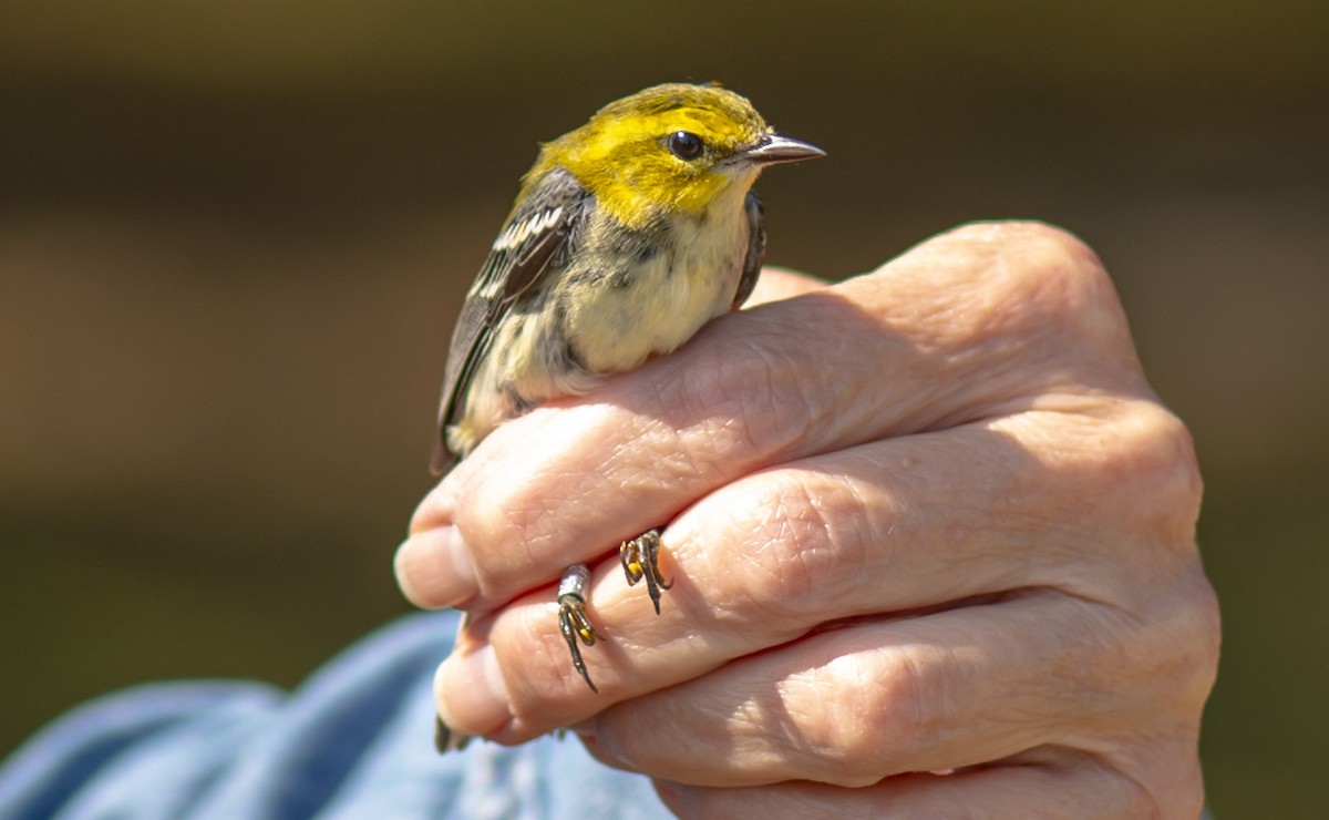 Black-throated Green Warbler - ML642077601