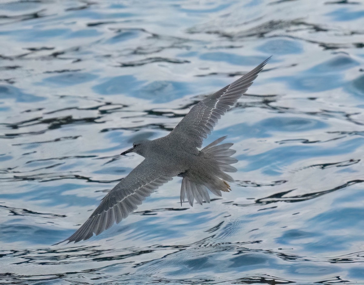 Wandering Tattler - ML642077603