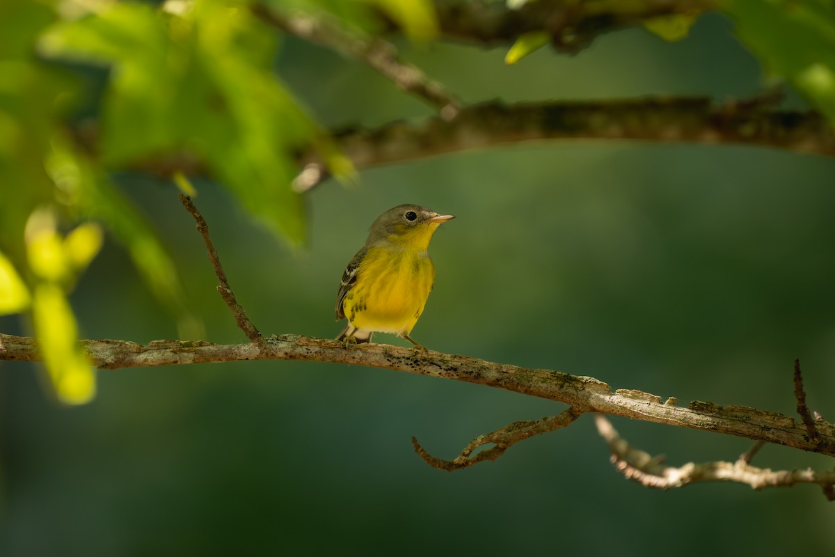 Magnolia Warbler - ML642077604