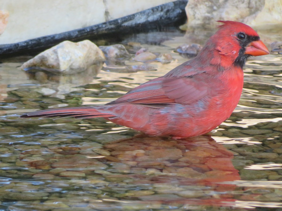 Northern Cardinal - ML642077605