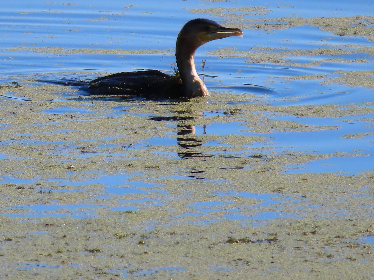 Double-crested Cormorant - ML642077606