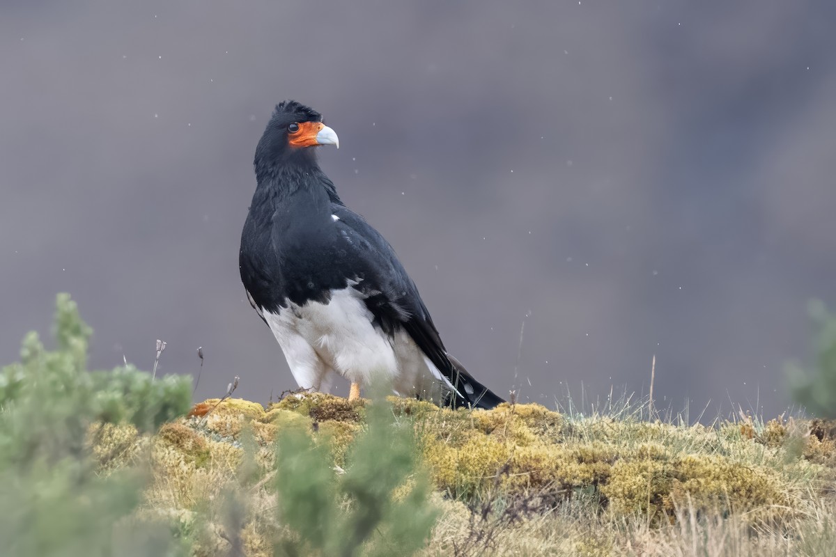 Mountain Caracara - ML642077608