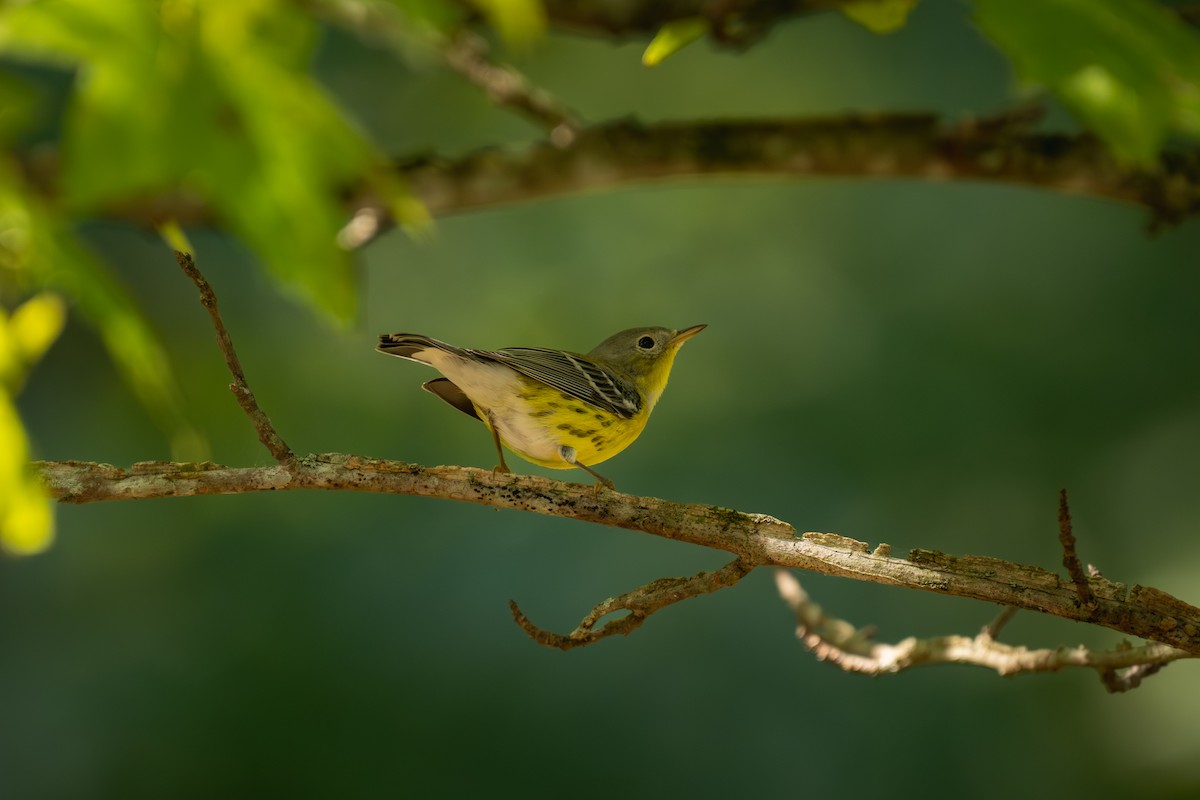 Magnolia Warbler - ML642077609