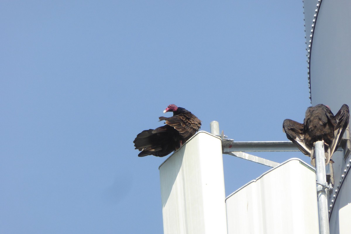 Turkey Vulture - ML642077631