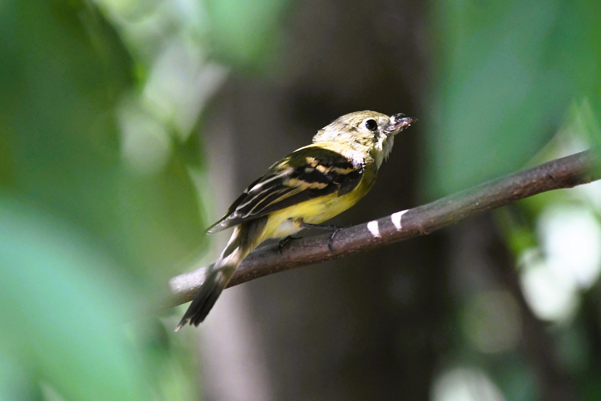 Acadian Flycatcher - ML642077632