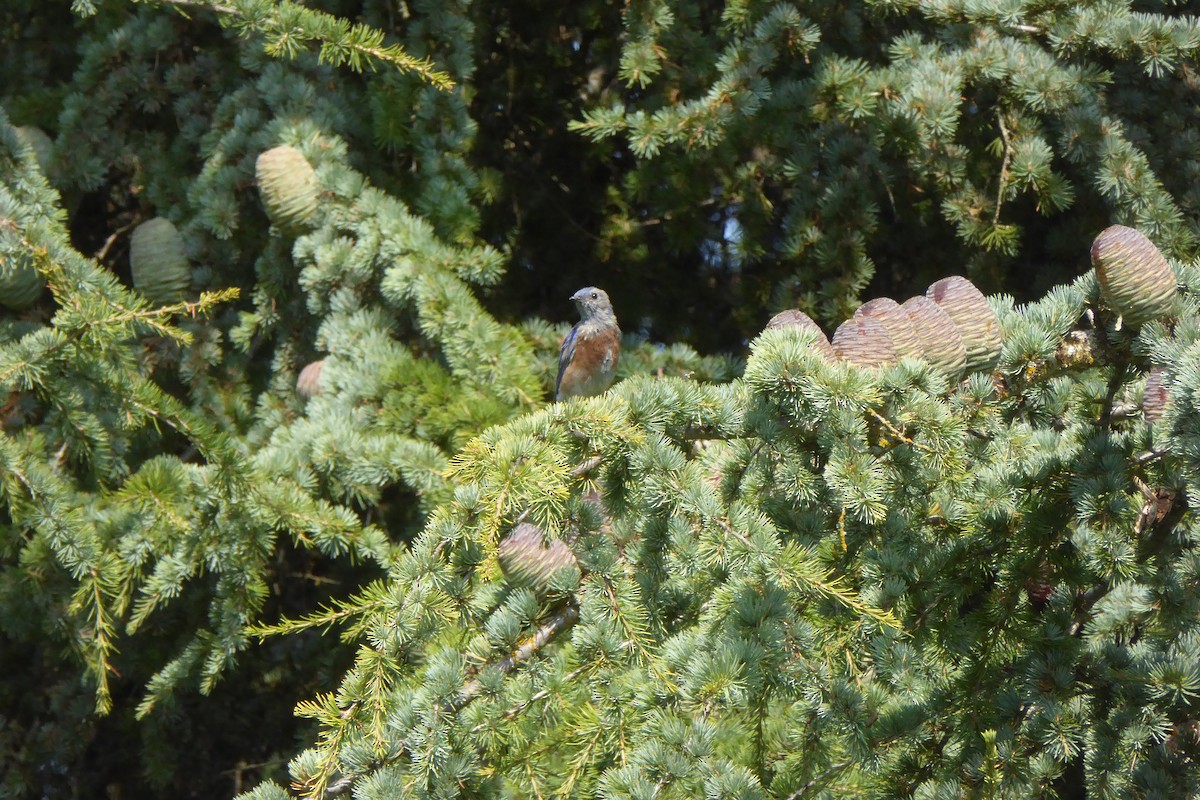 Western Bluebird - ML642077636