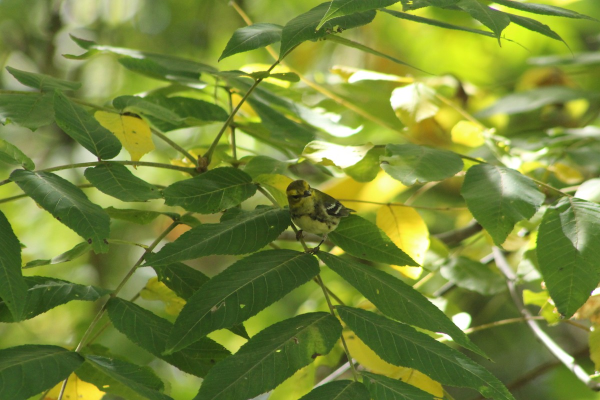 Black-throated Green Warbler - ML642077652
