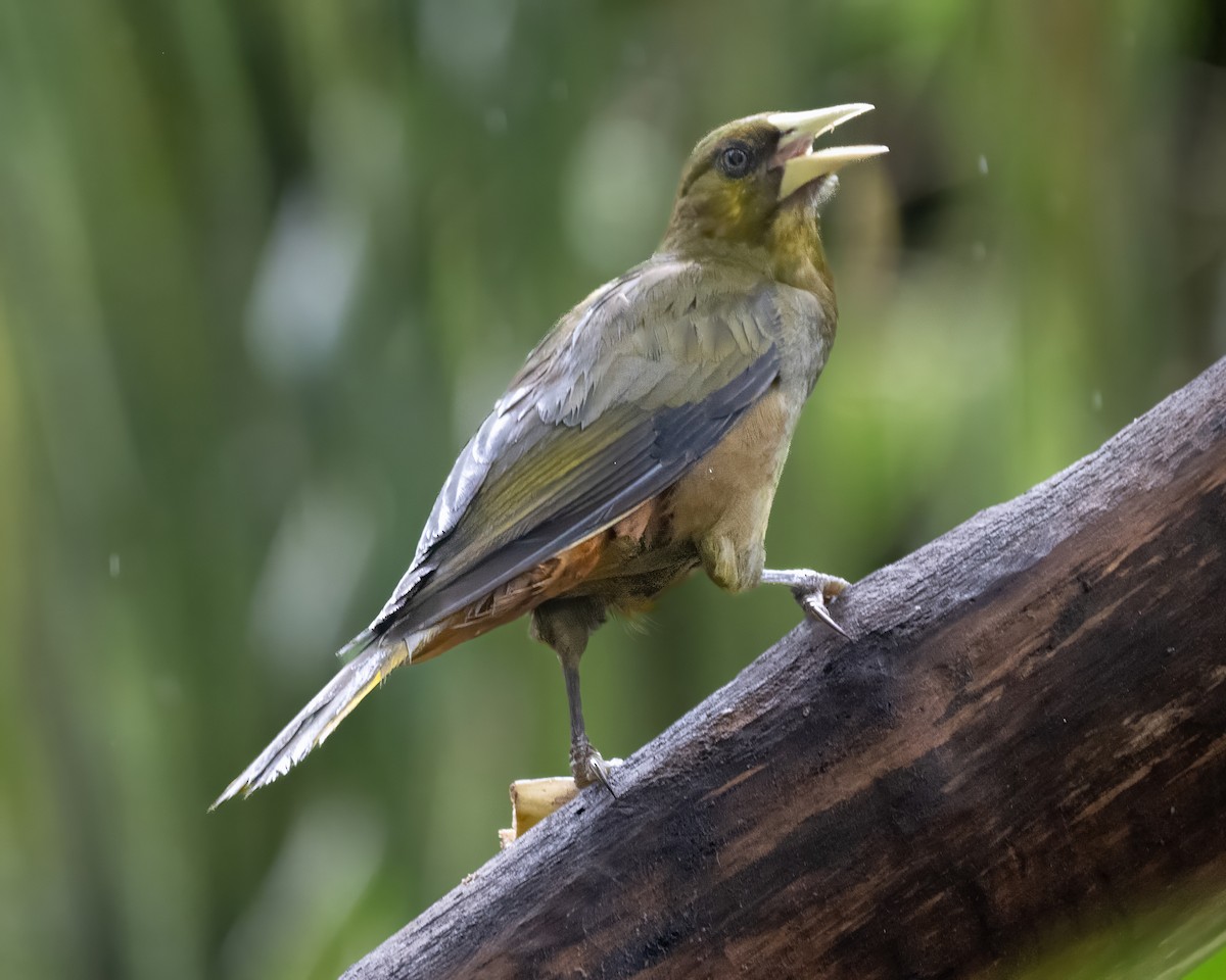 Dusky-green Oropendola - ML642077655