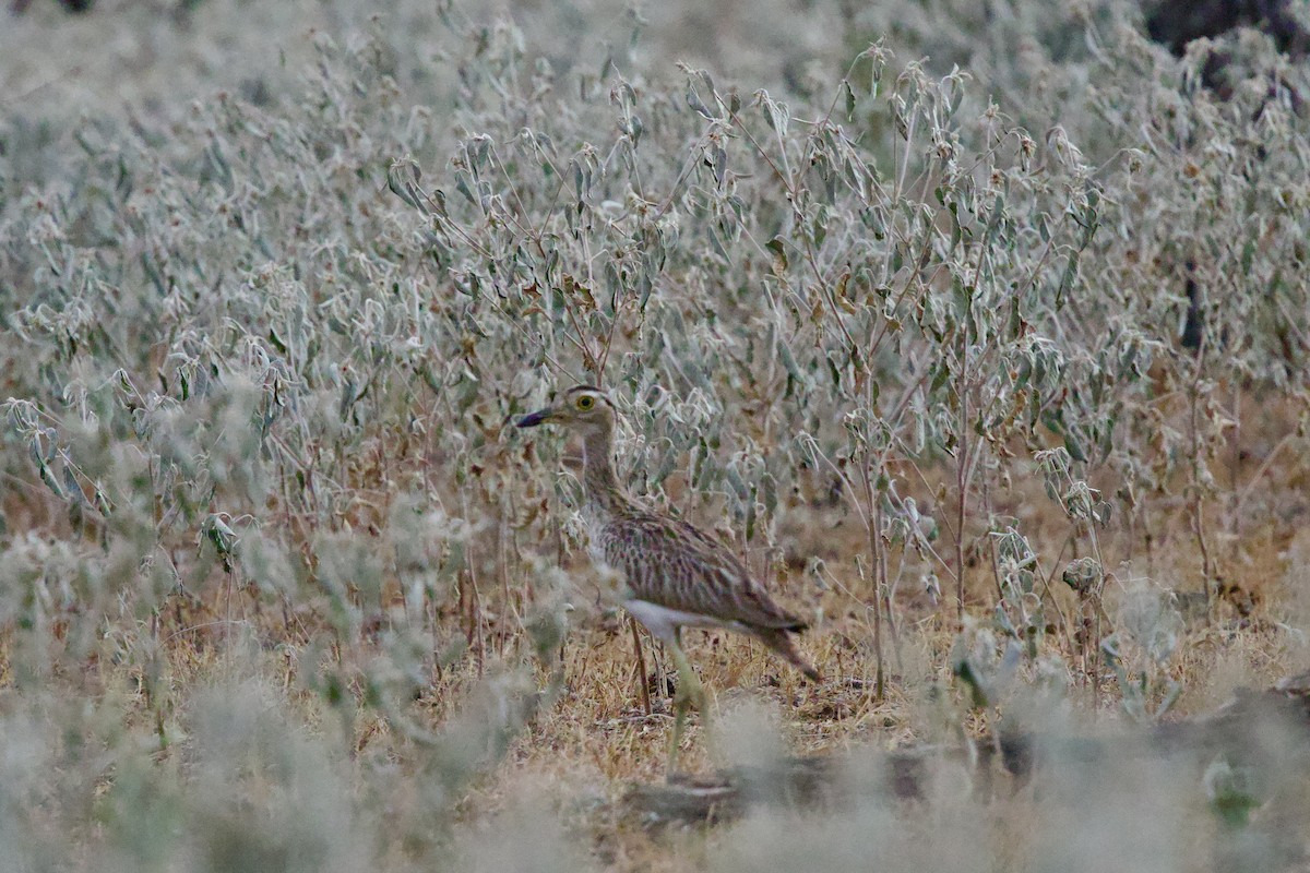 Double-striped Thick-knee - ML642077661