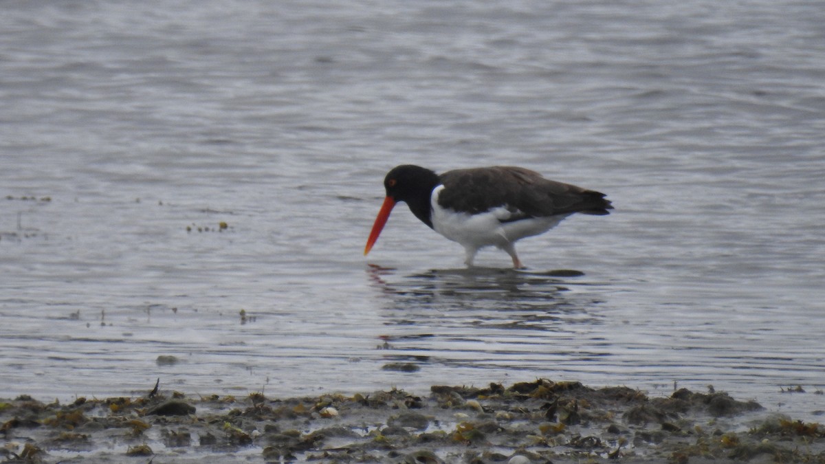 American Oystercatcher - ML642077664