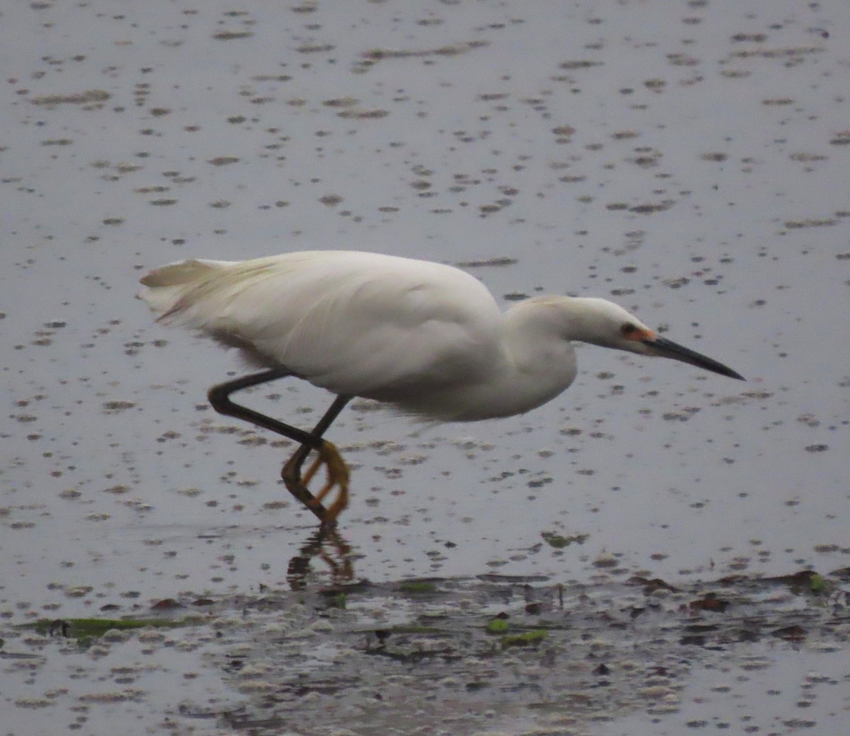 Snowy Egret - ML642077665