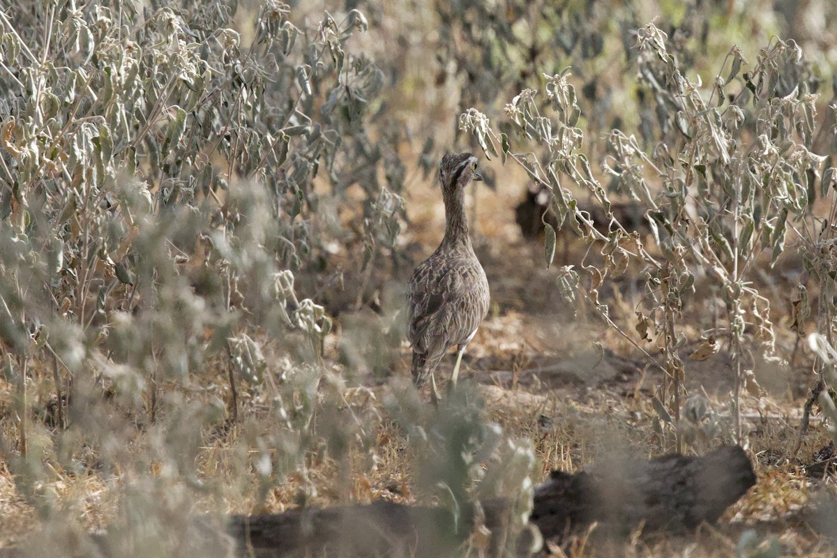 Double-striped Thick-knee - ML642077676