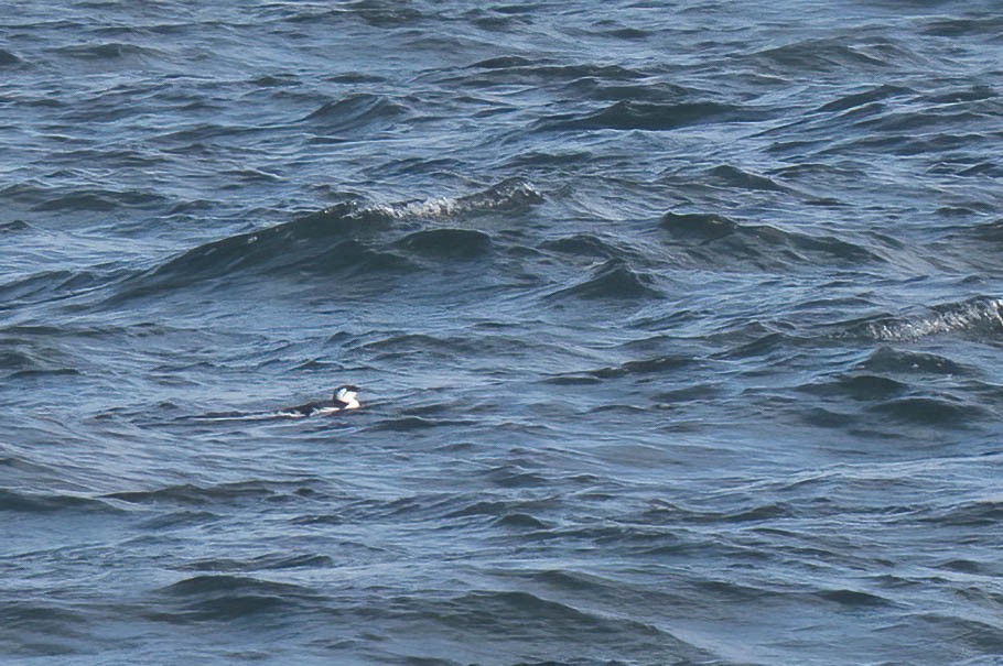 Common Murre - ML642077678