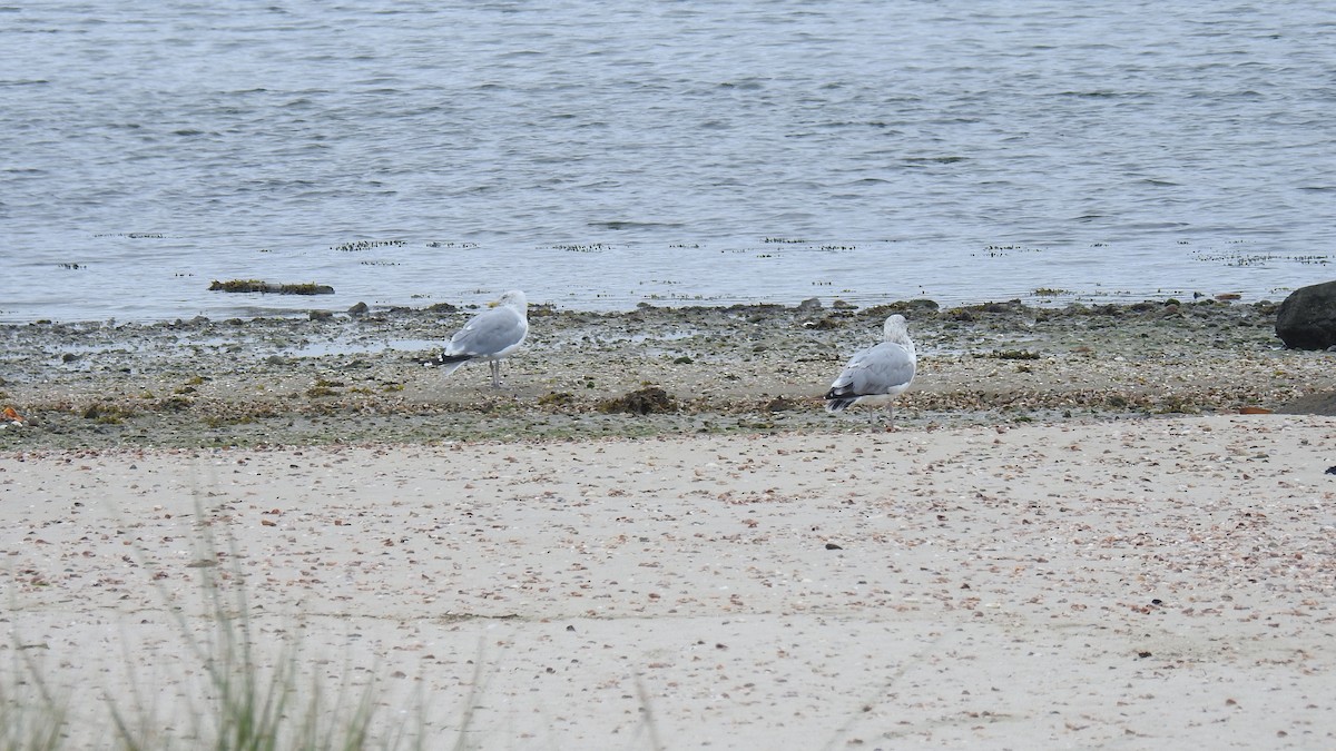 American Herring Gull - ML642077682