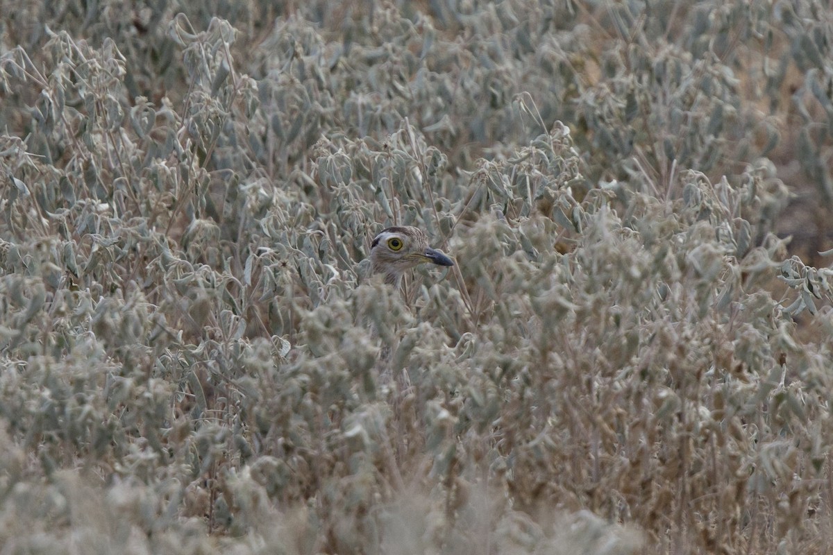Double-striped Thick-knee - ML642077688