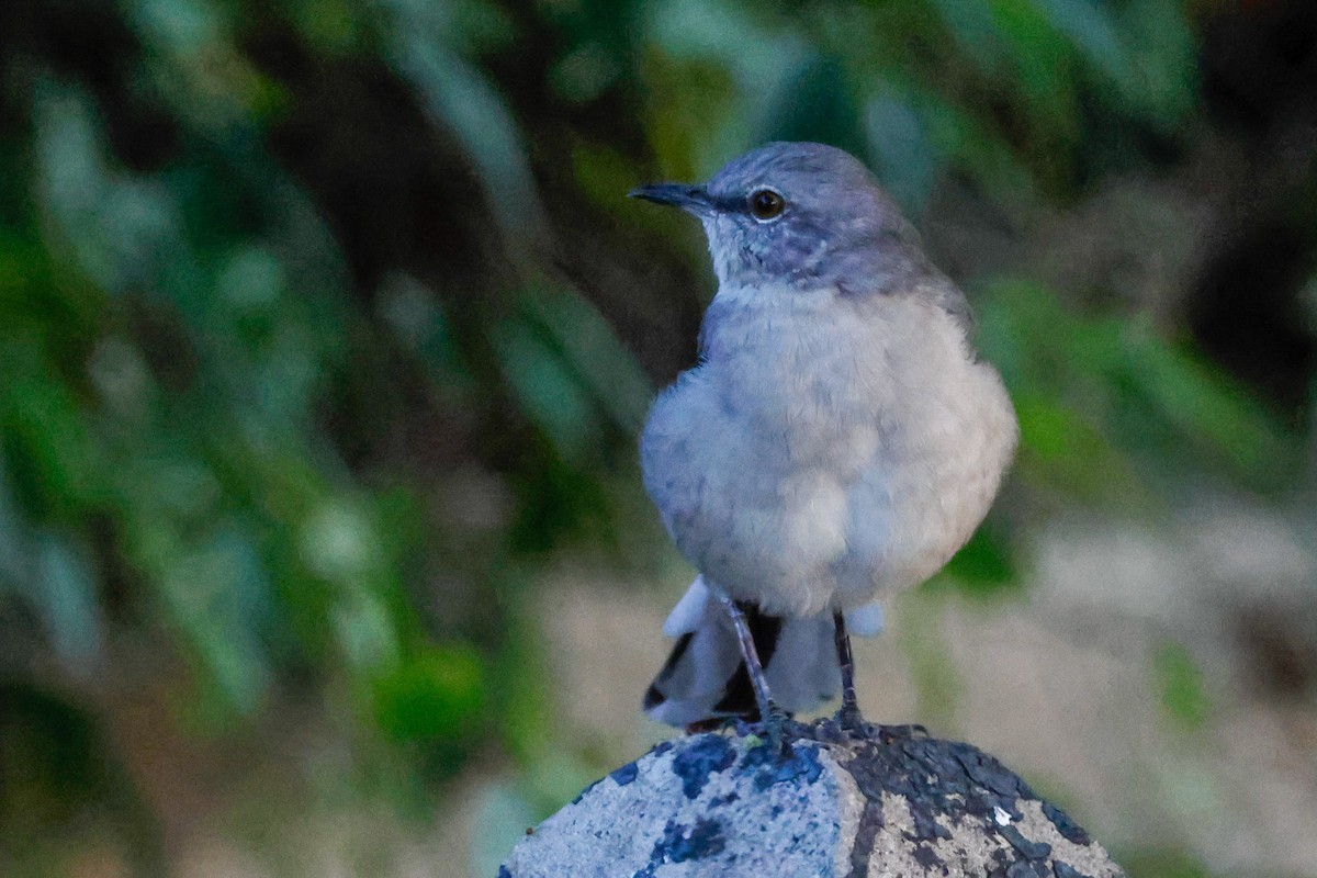 Northern Mockingbird - ML642077689