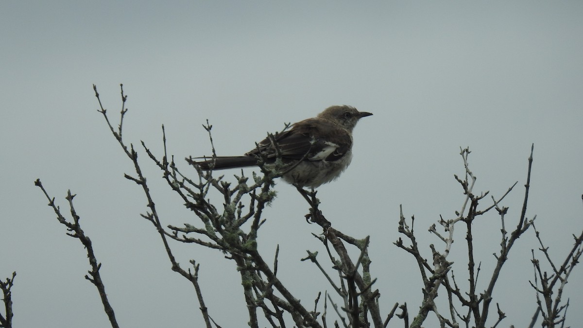Northern Mockingbird - ML642077710