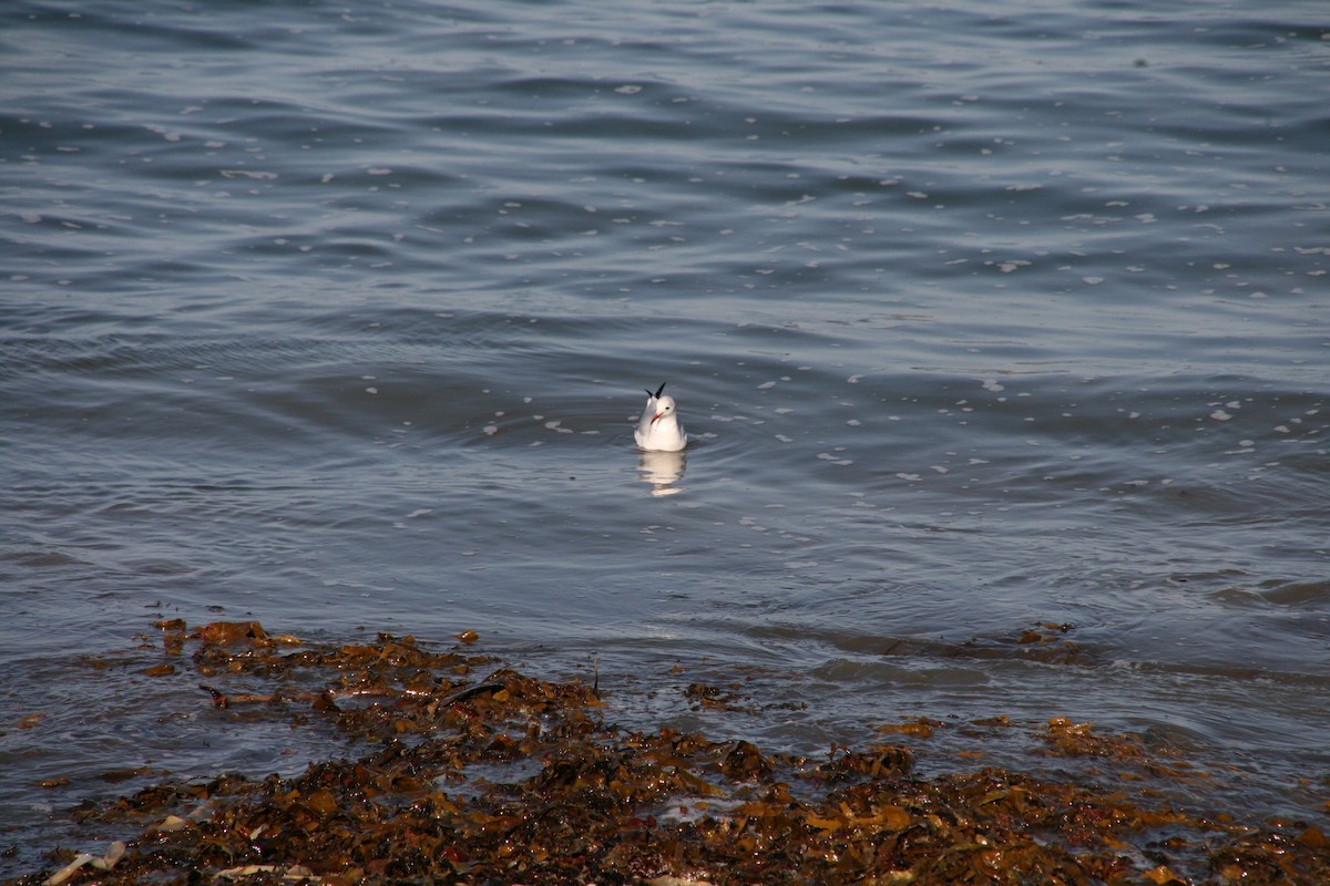 Antxeta mokogorria - ML642077711