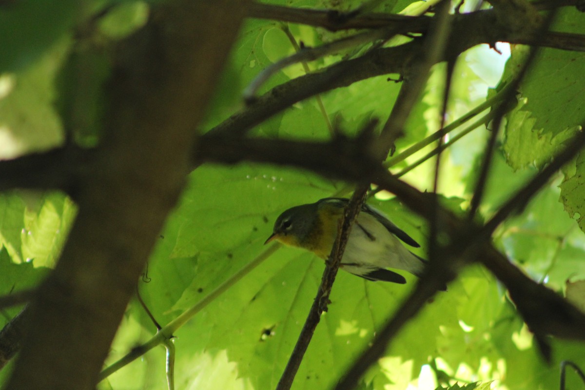Northern Parula - ML642077714