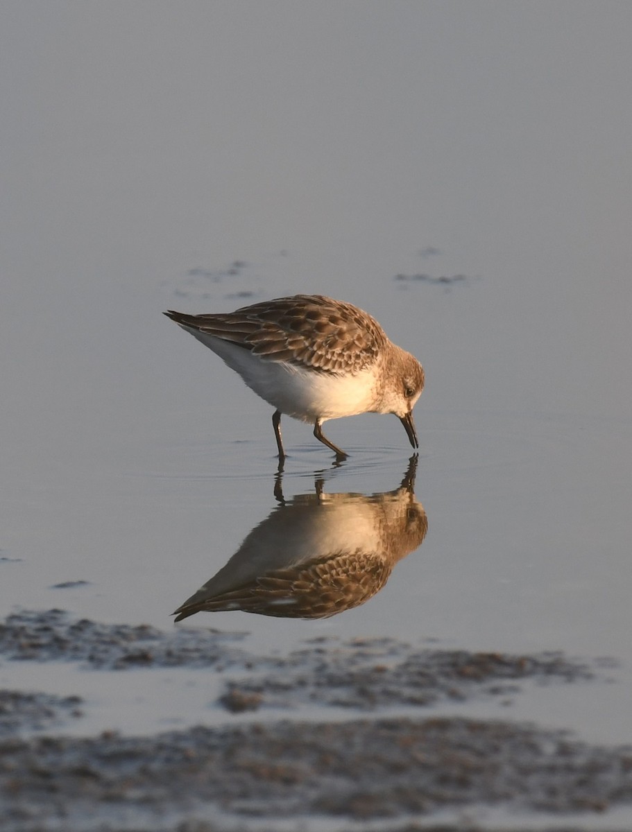 Semipalmated Sandpiper - ML642077715