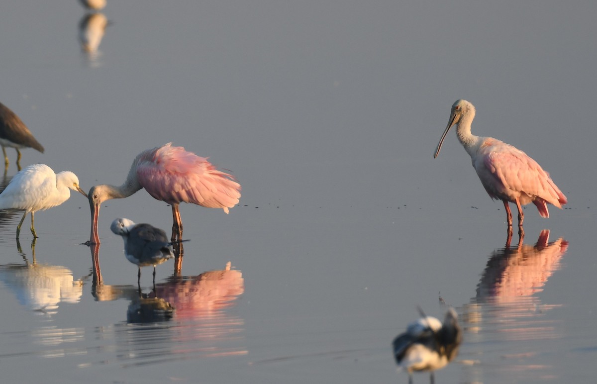 Roseate Spoonbill - ML642077734