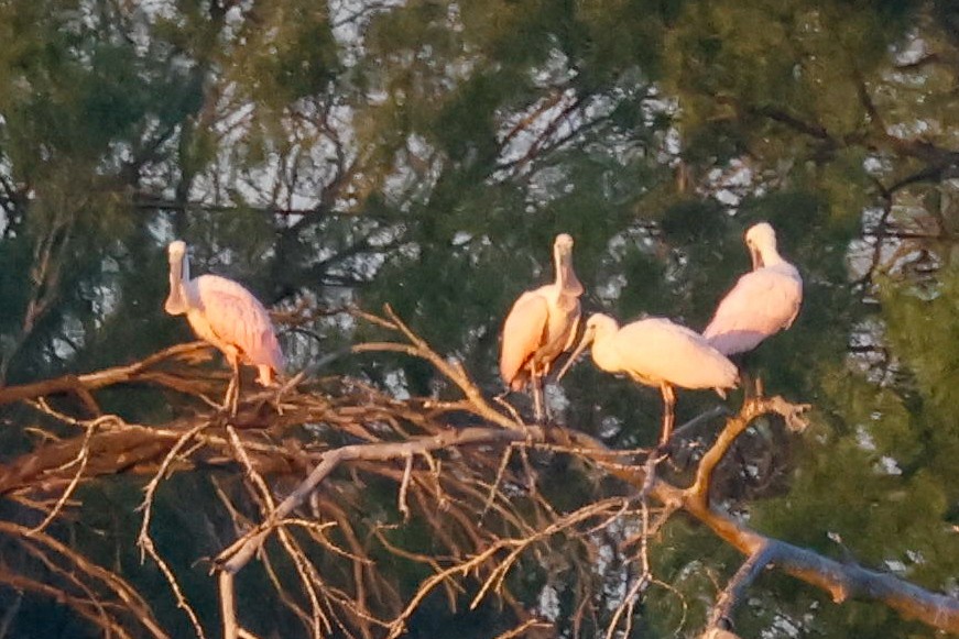 Roseate Spoonbill - ML642077752