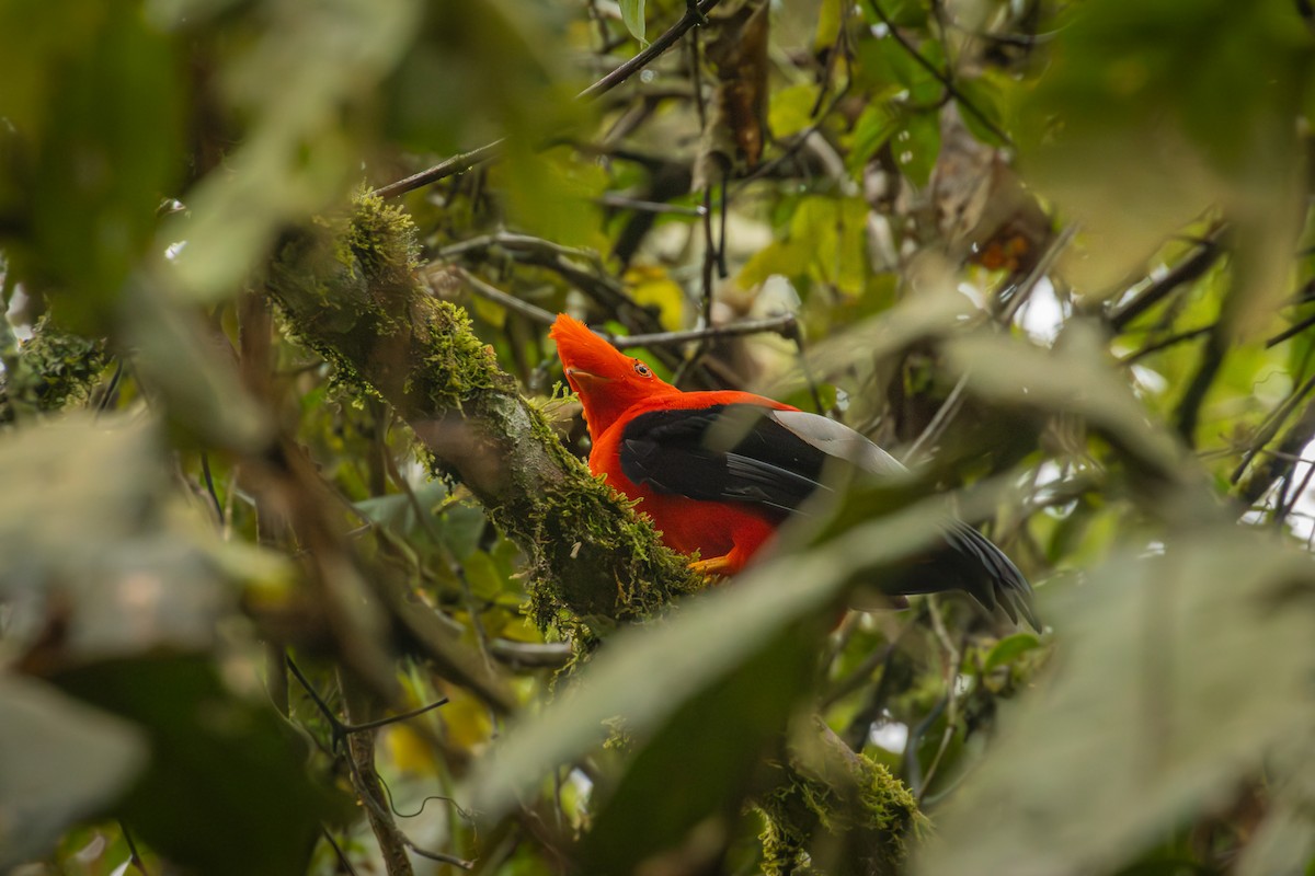 Andean Cock-of-the-rock - ML642077753
