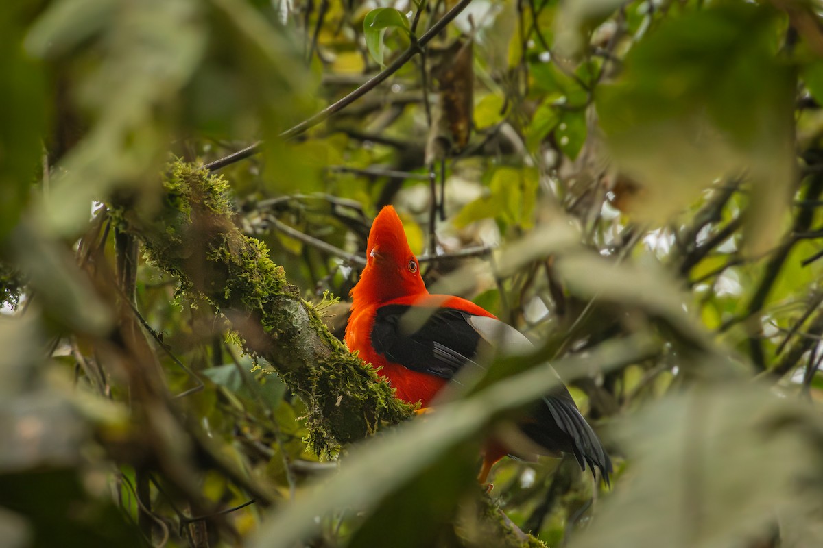 Andean Cock-of-the-rock - ML642077756