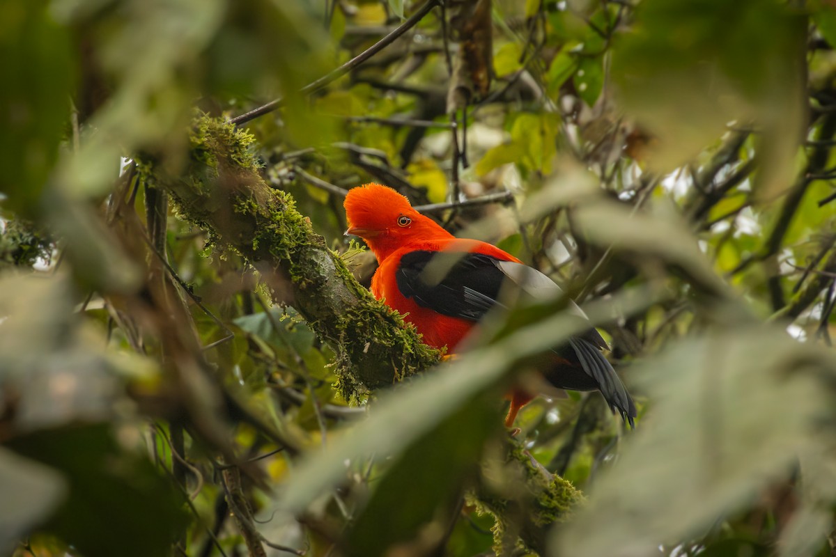 Andean Cock-of-the-rock - ML642077757