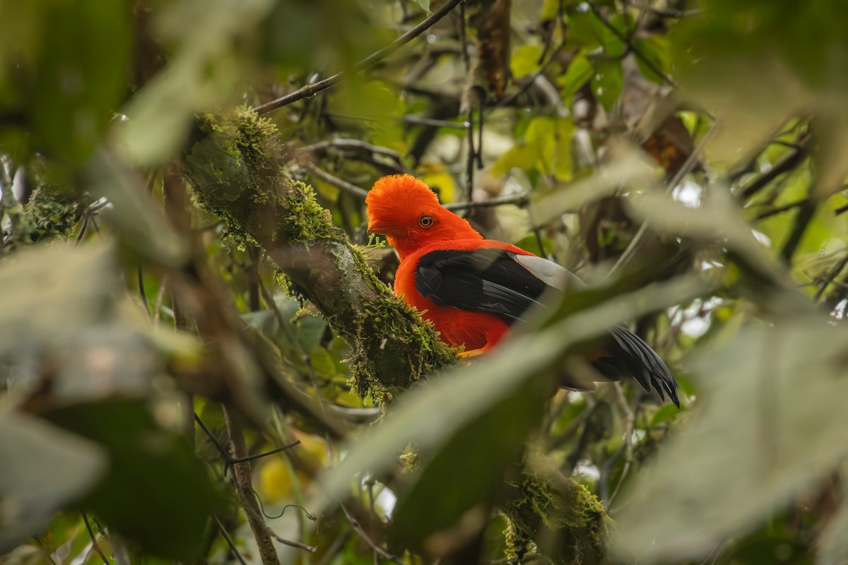 Andean Cock-of-the-rock - ML642077758