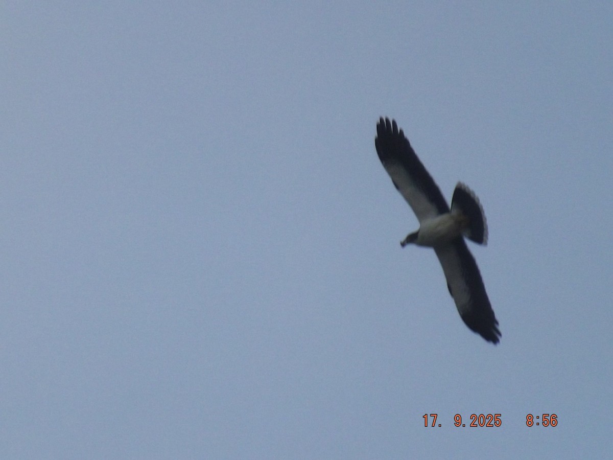 White-throated Caracara - ML642077780