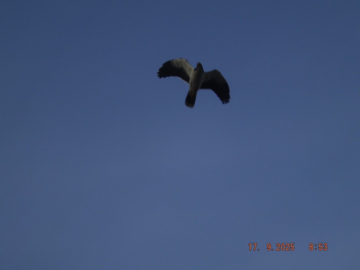 White-throated Caracara - ML642077781