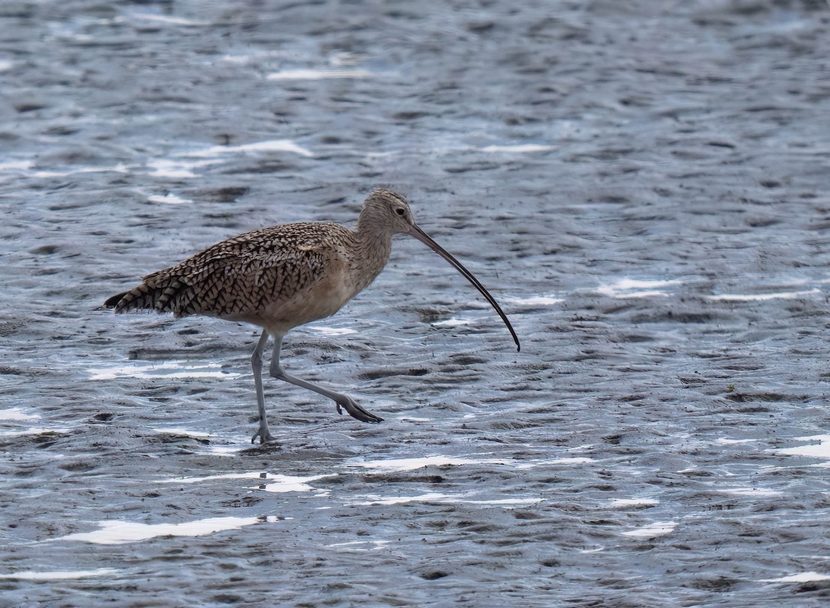 Long-billed Curlew - ML642077782